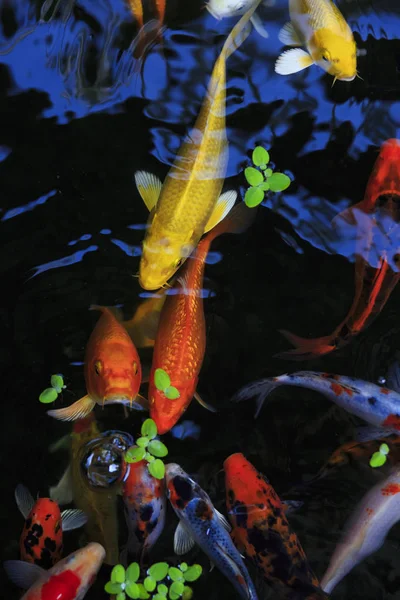 Goldkarpfen im Aquarium — Stockfoto