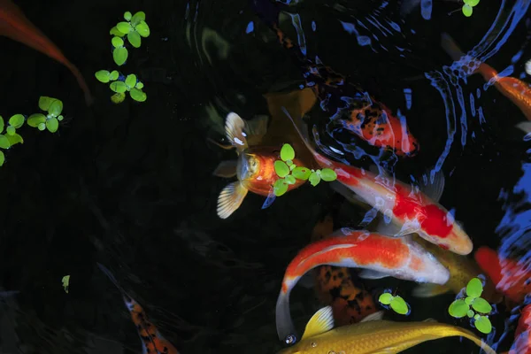 水族館でゴールド鯉 — ストック写真