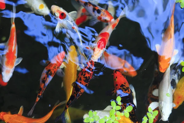 Carpa de ouro em aquário — Fotografia de Stock