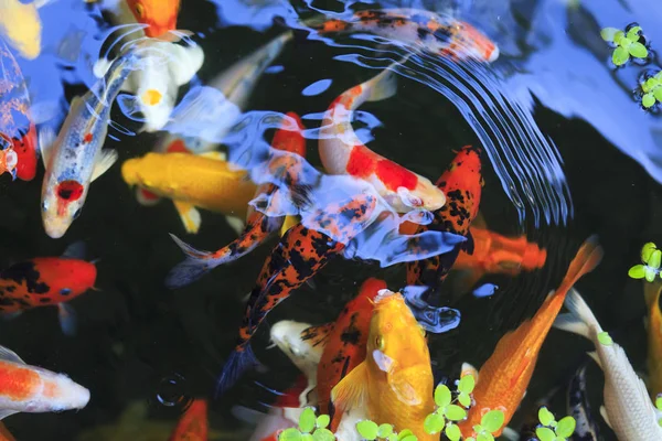 Carpa de ouro em aquário — Fotografia de Stock