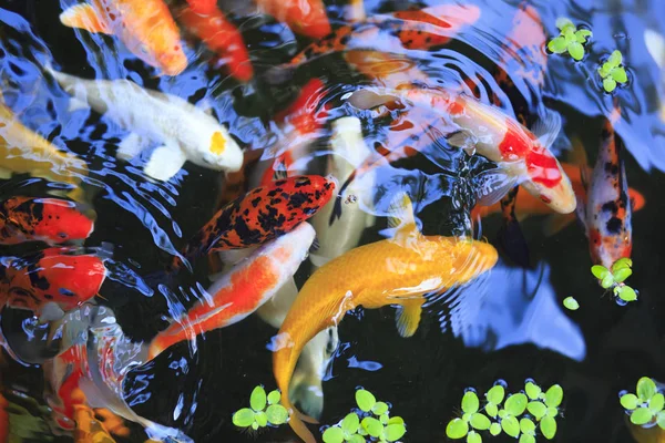 Goldkarpfen im Aquarium — Stockfoto