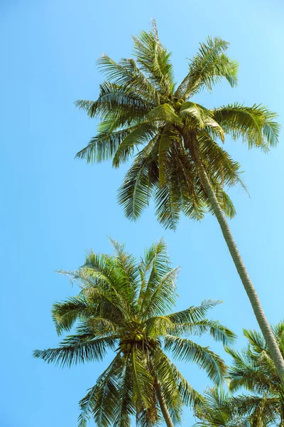 코코넛 나무 하늘 배경 — 스톡 사진