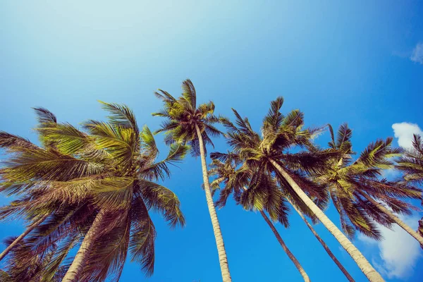화창한 날과 팜 나무입니다. 태국 정글 코 사무이 섬. — 스톡 사진