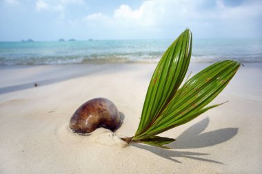 Tropik sahilde küçük Hindistan cevizi