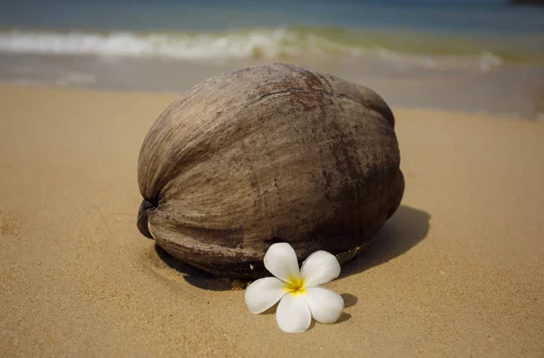 젊은 코코넛 ont 열 대 해변 — 스톡 사진