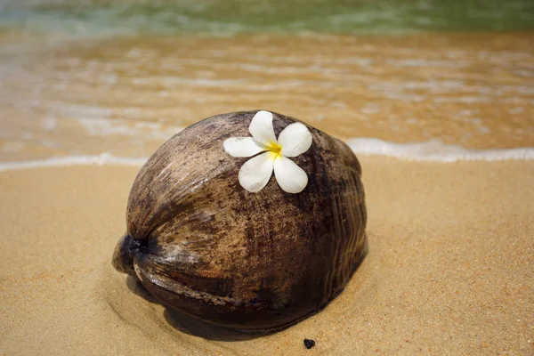 Young coconut ont the tropical beach — Stock Photo, Image