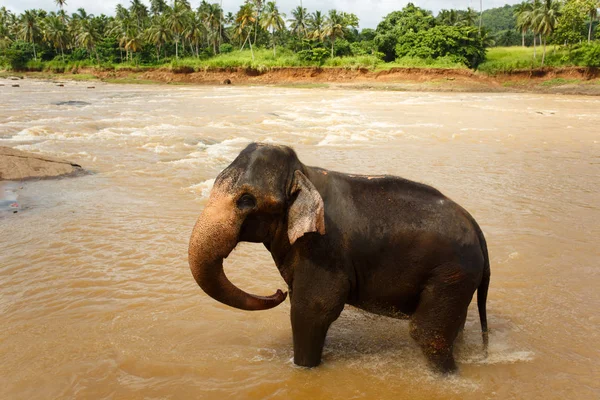 Ελεφαντάκι λούζει στον ποταμό — Φωτογραφία Αρχείου