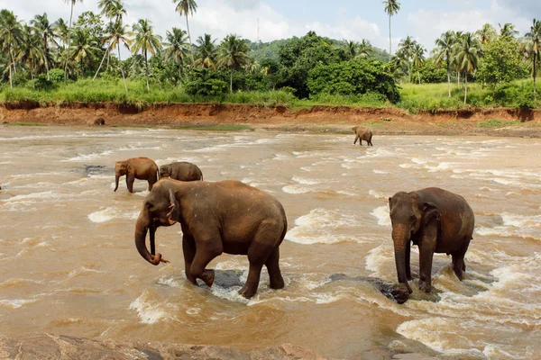 Κοπάδι Των Ελεφάντων Στη Σρι Λάνκα — Φωτογραφία Αρχείου