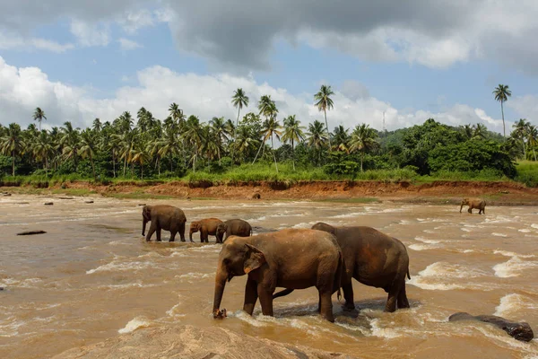 Κοπάδι ελεφάντων στον ποταμό — Φωτογραφία Αρχείου