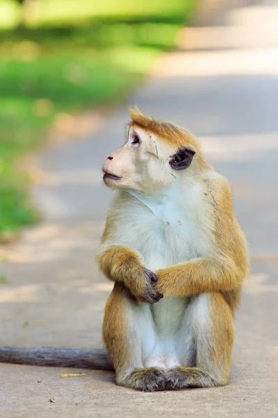 Retrato de macaco macho . — Fotografia de Stock