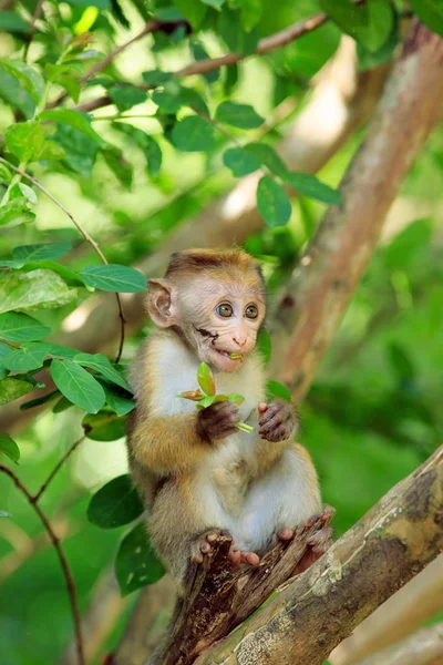 Retrato de macaco macho —  Fotos de Stock