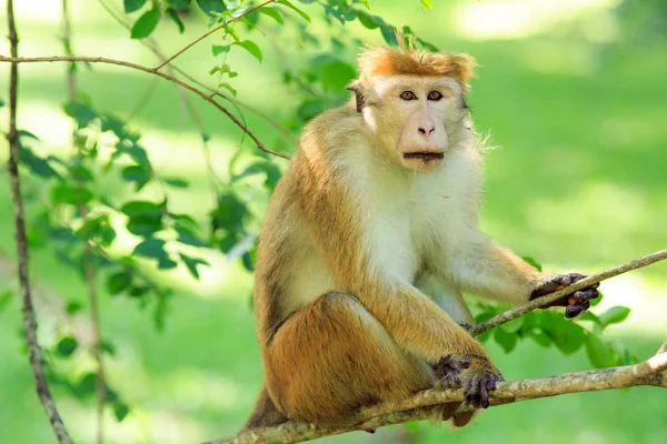 Portrait of male macaque. — Stock Photo, Image