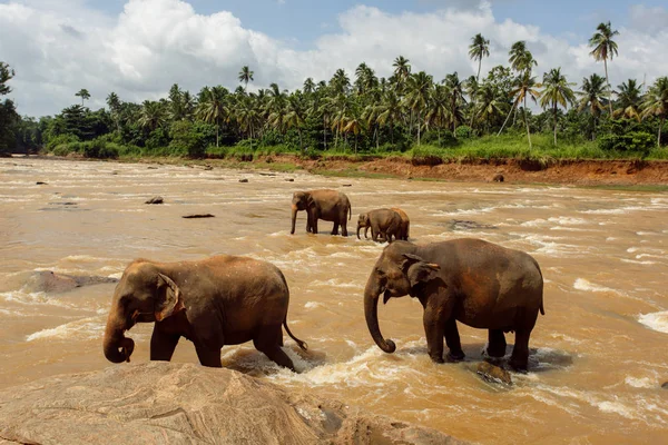 Stado słoni w rzece Obrazek Stockowy