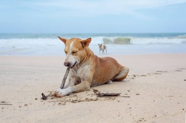 Köpek kumda yatıyor..