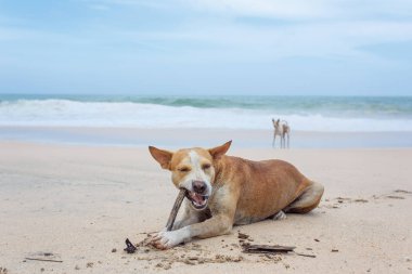 Köpek kumda yatıyor..