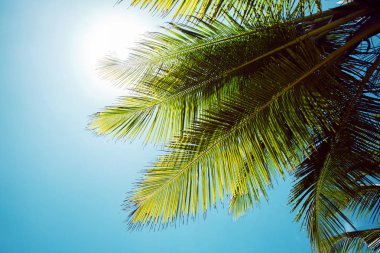 Gökyüzü arka plan palmiye dalı