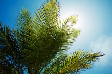 Gökyüzü arka plan palmiye dalı