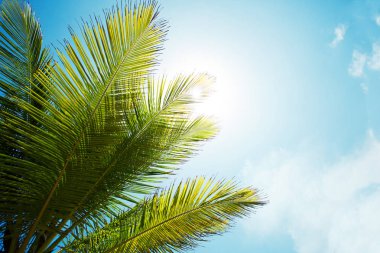 Gökyüzü arka plan palmiye dalı