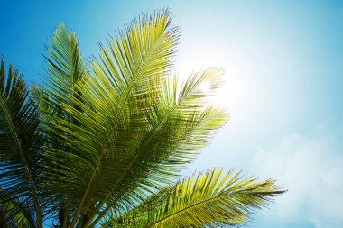 Gökyüzü arka plan palmiye dalı