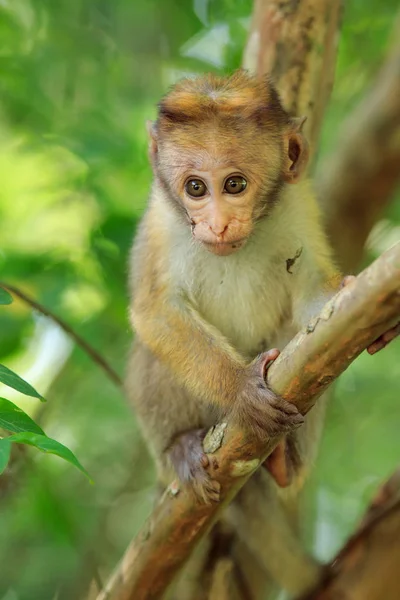 Retrato de macaco macho — Fotografia de Stock