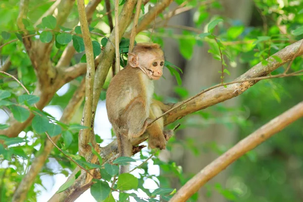 Retrato de macaco macho — Fotografia de Stock