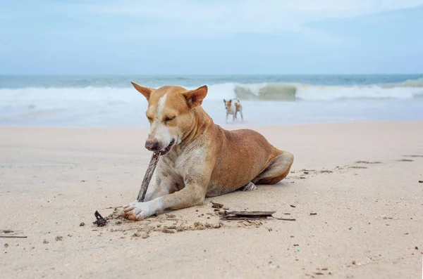 Köpek kumda yatıyor..