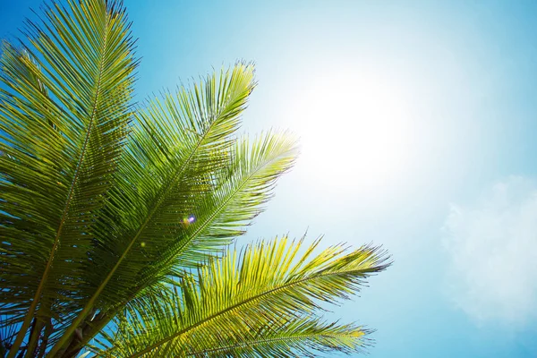 Gökyüzü arka plan palmiye dalı — Stok fotoğraf