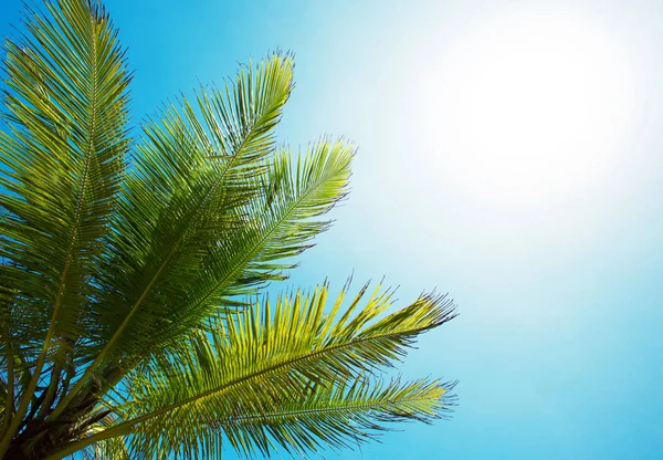 Пальмова гілка фону неба — стокове фото