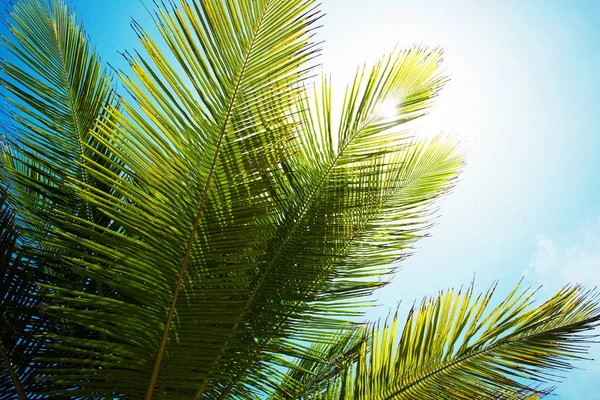 Пальмова гілка фону неба — стокове фото