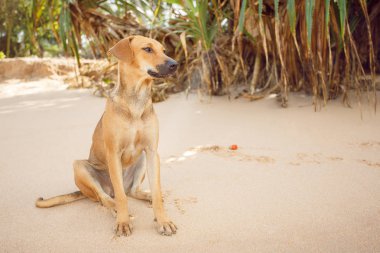 Tropik sahilde oturan köpek