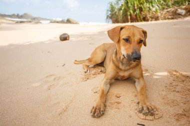 Köpek kumda yatıyor..