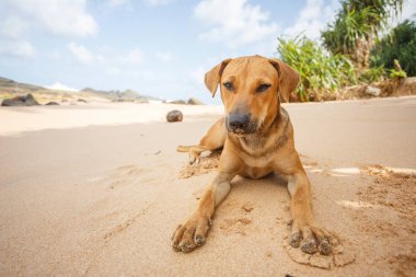 Köpek kumda yatıyor..