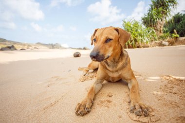 Köpek kumda yatıyor..