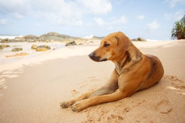 Tropik sahilde yalan köpek.