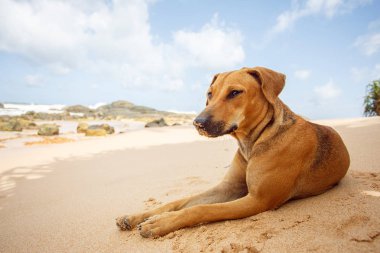 Tropik sahilde yalan köpek.