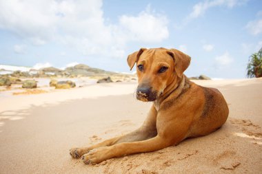 Tropik sahilde yalan köpek.