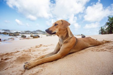 Tropik sahilde yalan köpek.