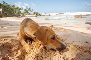 Köpek kumda yatıyor..