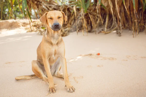 Tropik sahilde oturan köpek