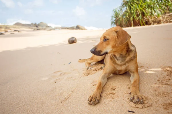 Köpek kumda yatıyor..