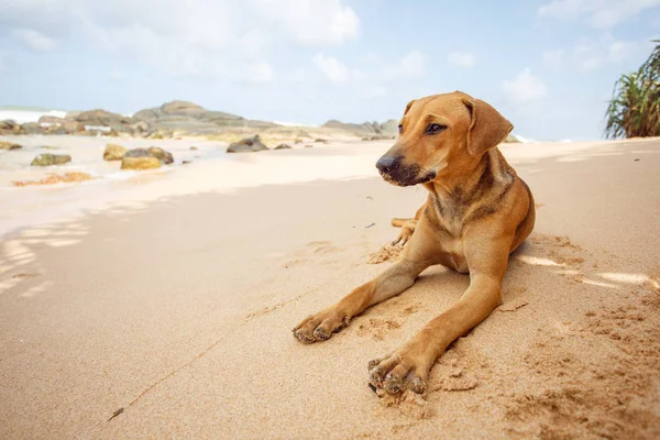 Tropik sahilde yalan köpek.