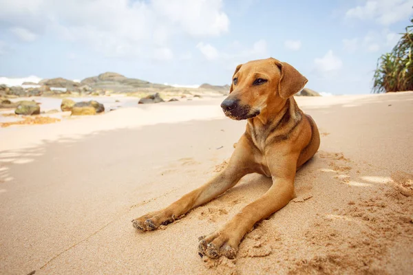 Tropik sahilde yalan köpek.