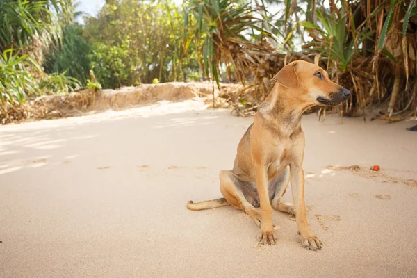 Pies siedzi na tropikalnej plaży Zdjęcie Stockowe
