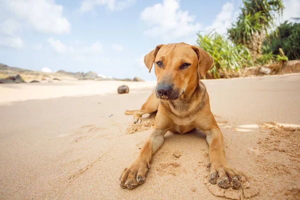 Pies leżący na piasku. Obrazy Stockowe bez tantiem