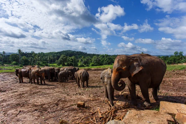 Stado słoni w naturze Zdjęcia Stockowe bez tantiem