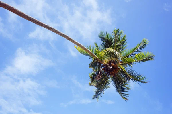 Vista sobre la palmera —  Fotos de Stock