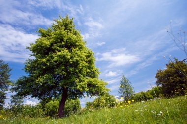 Gökyüzü arka plan üzerinde yeşil ağaç