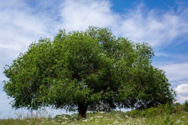 Gökyüzü arka plan üzerinde yeşil ağaç