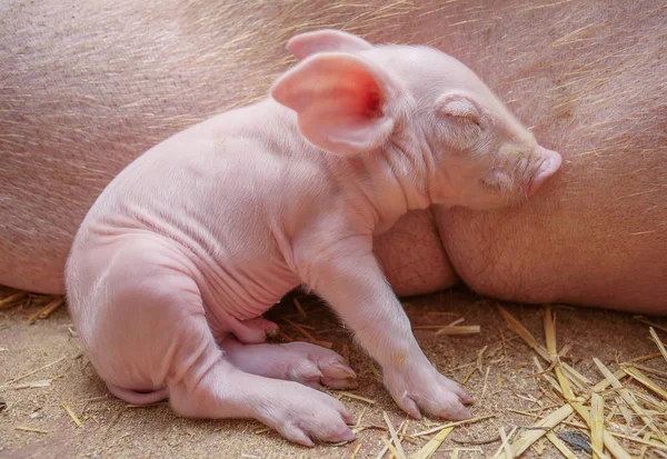 Piggy op de achtergrond van de moeders — Stockfoto