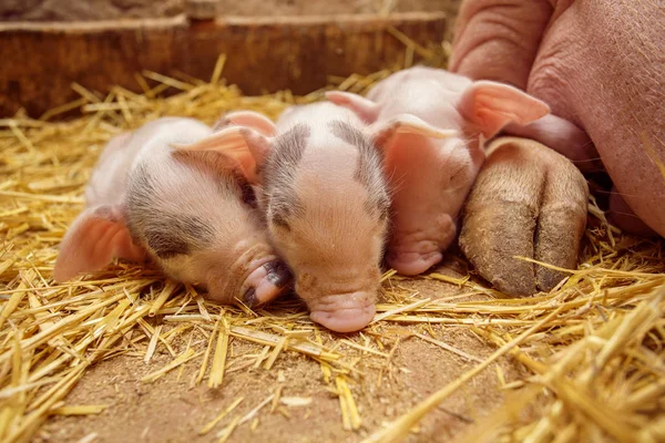 Piggy op de achtergrond van de moeders — Stockfoto